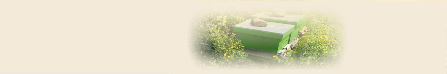 Wild landscape around our apiaries