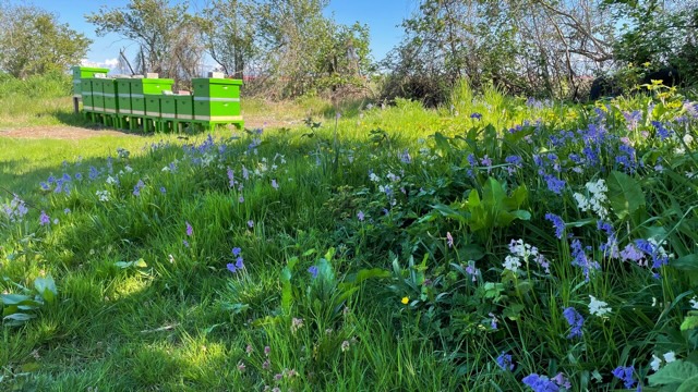 Apiary in summer